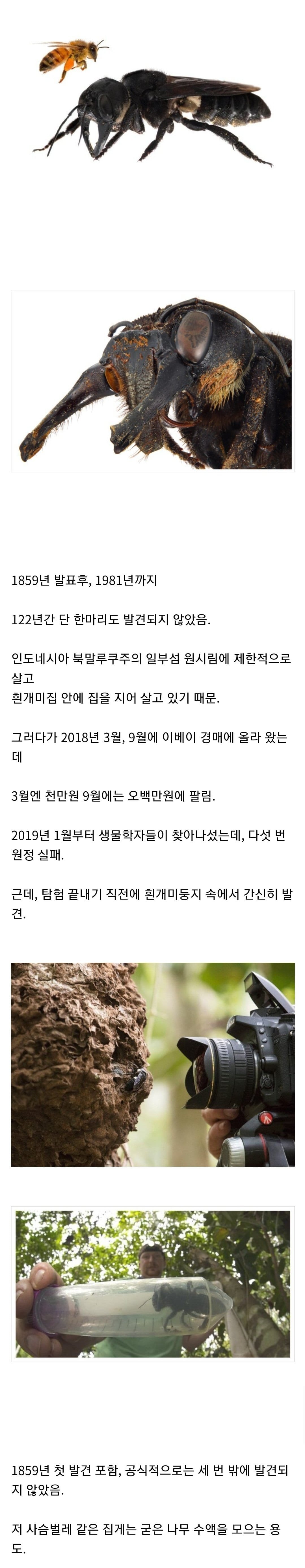 7 장수말벌 조차ㅈ밥으로 만드는 세상에서 가장 큰 벌.jpg
