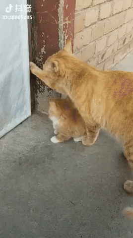 14 고양이와 개의 매너 차이.gif