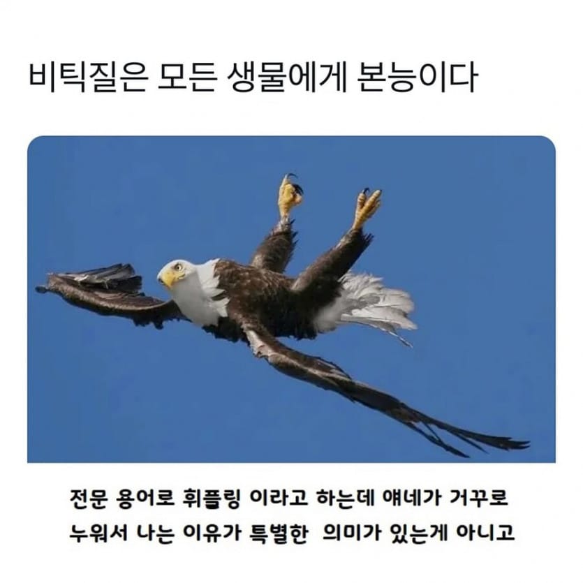 4 새들이 거꾸로 나는 이유.jpg