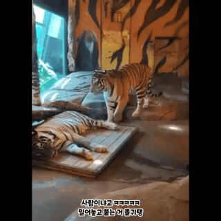 18 침대 같이 쓰는 호랑이 부부.gif