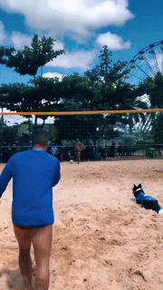 12 댕댕이가 사람보다 더 잘하네.gif