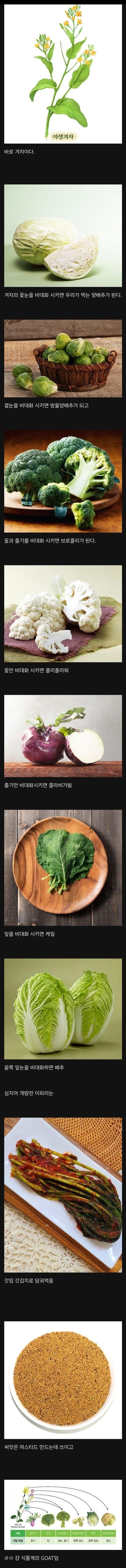 10 식물계의 GOAT 그 자체.jpg
